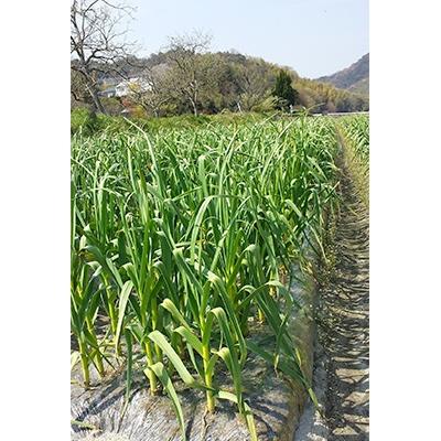 ふるさと納税 高松市 【先行受付2027年】ご家庭用　乾燥にんにく　約3kg(高松市) |  | 01