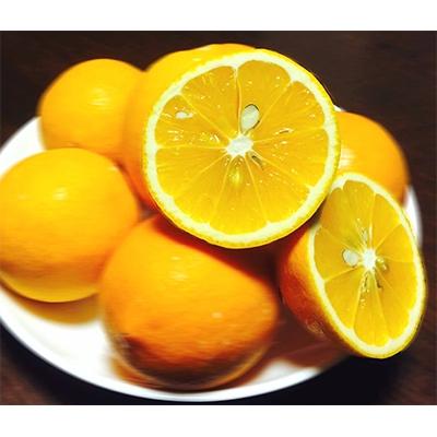 ふるさと納税 湯浅町 [2025年1月下旬より発送]蜂久農園のレモン ご家庭用 約3キロ