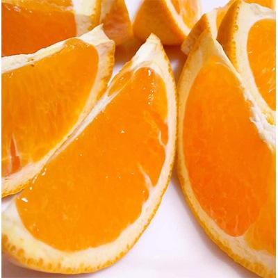 ふるさと納税 湯浅町 蜂久農園の美味しい清見 青秀(満杯)(S〜3L)サイズおまかせ 約5キロ