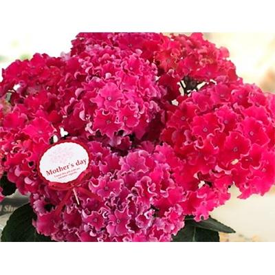 ふるさと納税 藤枝市 [ 母の日に!]アジサイ鉢植えカーリースパークルピンク5号