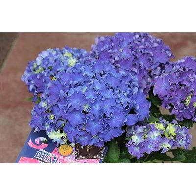 ふるさと納税 藤枝市 [母の日に!]アジサイ鉢植えカーリースパークルブルー5号