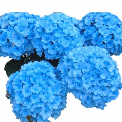 ふるさと納税 藤枝市 [母の日に!]アジサイ鉢植えサファイアクィーン5号[新品種]