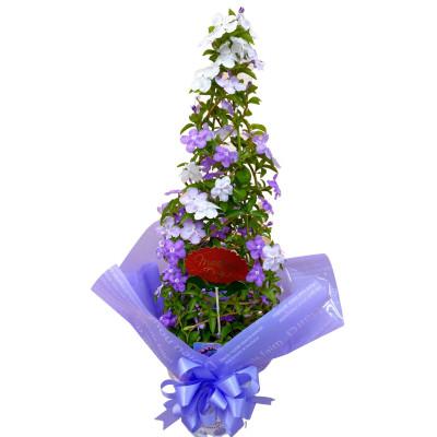 ふるさと納税 藤枝市 [ 母の日に!]アメリカジャスミン鉢植え タワー仕立て5号