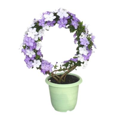 ふるさと納税 藤枝市 [ 母の日に!]アメリカジャスミン鉢植え リング仕立て5号