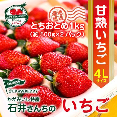 ふるさと納税 鏡石町 石井さんち(石井果樹園)の完熟いちご 約1kg(500g×2パック)