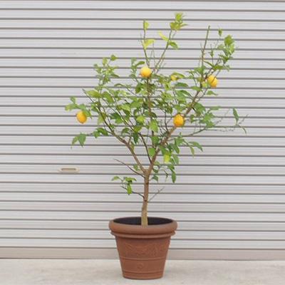 ふるさと納税 朝倉市 6年生 大苗レモンの木 鉢植え(ブラウン鉢)1点