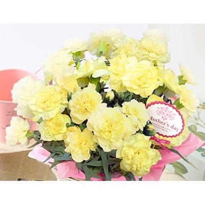 ふるさと納税 藤枝市 [母の日に!]カーネーション鉢植え黄色「ハニームーン」カゴ入り