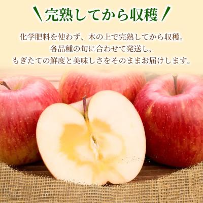 ふるさと納税 青森市 【甘くてシャキシャキ】 りんご シナノスイート 家庭用 約3kg (約9〜12個)  青森市 |  | 01