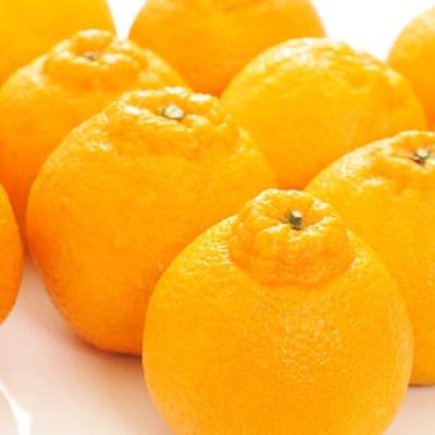 ふるさと納税 美浜町 [先行受付] 和歌山有田の濃厚デコポン 15〜24玉(約5kg)