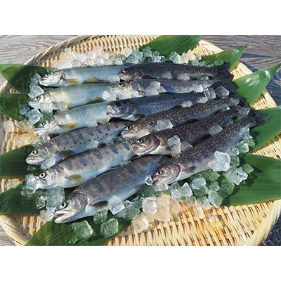 ふるさと納税 魚沼市 清流の川魚セット12尾入(ヤマメ・イワナ・ニジマス・アユ)