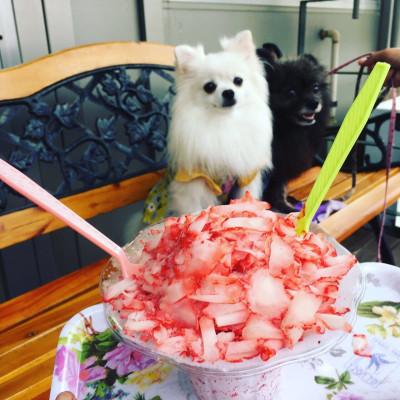 ふるさと納税 島田市 「ありすふぁーむの渡瀬のきらぴ香」完熟冷凍いちご約1kg |  | 02