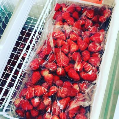 ふるさと納税 島田市 「ありすふぁーむの渡瀬のきらぴ香」完熟冷凍いちご約1kg |  | 03