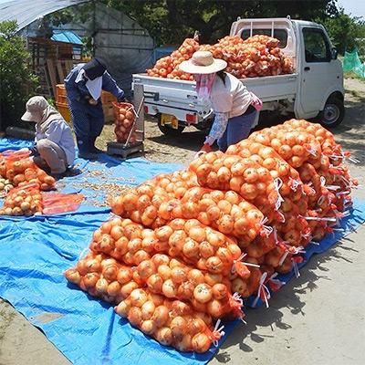 ふるさと納税 白子町 【先行受付】千葉県 白子産たまねぎ 11kgの画像