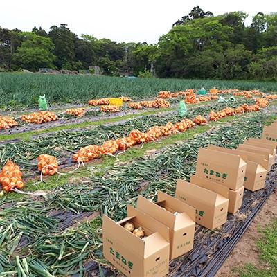 ふるさと納税 白子町 【先行受付】千葉県 白子産たまねぎ 11kgの画像
