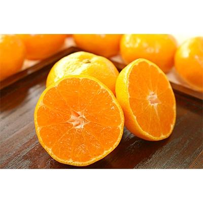 ふるさと納税 静岡市 清水のミカン 青島みかん 3kg