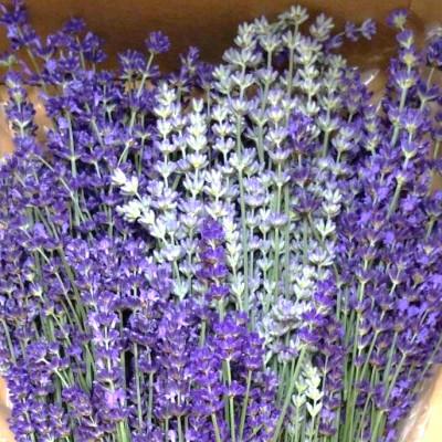 ふるさと納税 池田町 ラベンダー生花 イングリッシュ系ミックス 500g