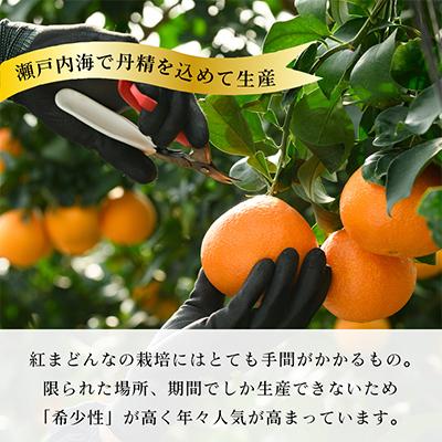 ふるさと納税 今治市 【先行受付】紅まどんな(化粧箱入)3L〜L　10〜15玉　11月下旬〜12月下旬にお届け　 |  | 01
