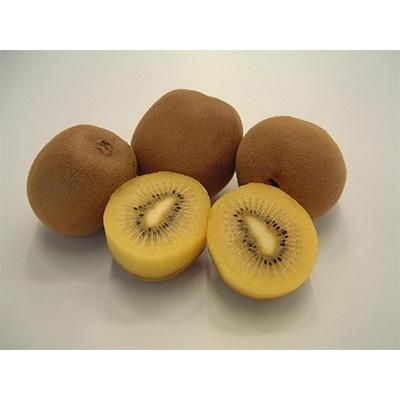 ふるさと納税 さぬき市 さぬきゴールドキウイ 大玉約3.2kg