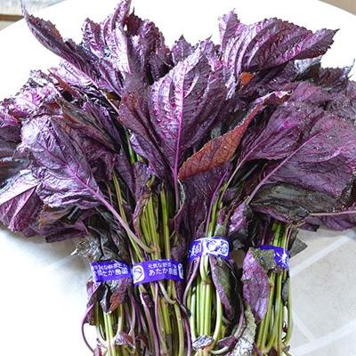 ふるさと納税 芦屋町 福岡県芦屋町特産 赤しそ1kg(4束入)