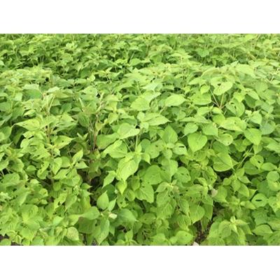 ふるさと納税 高山市 飛騨生搾りえごま油　100g×2本セット　お申込後に搾油するので新鮮搾りたて b531 |  | 03
