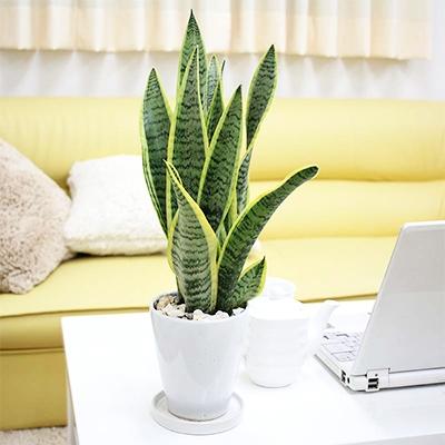 ふるさと納税 筑前町 サンスベリア5号 ホワイト陶器鉢 丸ロング 高さ:約35cm〜50cm