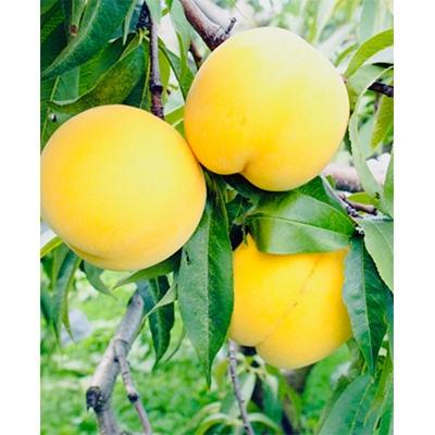 ふるさと納税 横手市 秋田県横手市増田町産 希少品種 黄貴妃 約3kg