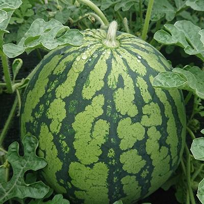 ふるさと納税 南魚沼市 [夏季限定]井口農場産 八色原スイカ 大玉1玉