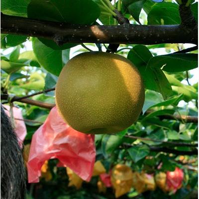 ふるさと納税 東海村 有袋栽培で樹上で完熟させた梨(幸水)5kg[数量限定]