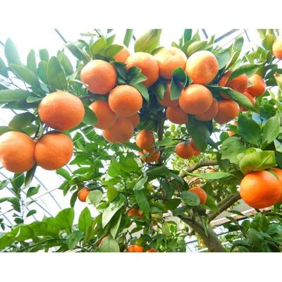 ふるさと納税 唐津市 [1月発送開始]吉田みかん園の樹上完熟みかん5kg