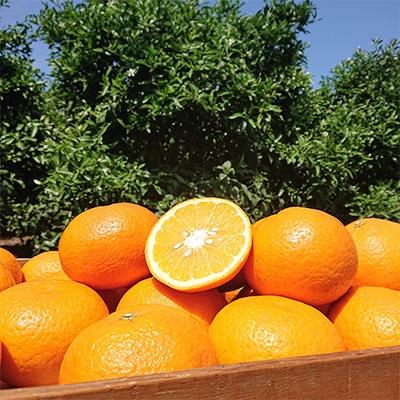 ふるさと納税 観音寺市 [2026年5月より発送]甘夏柑 フリーサイズ(S〜L) 約3kg