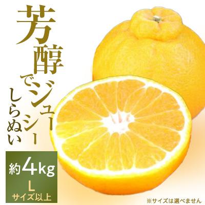 ふるさと納税 八幡浜市 「芳醇」八幡浜産しらぬい約4kg[C28-7]