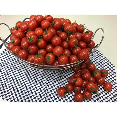 ふるさと納税 さぬき市 ミニトマト 約200g×12パック