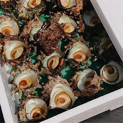 ふるさと納税 佐渡市 佐渡産　活サザエ2.2kg(15〜19個) |  | 01