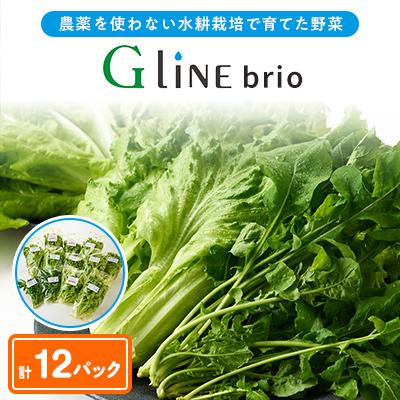 ふるさと納税 太子町 G Line brio レタス12パックセット | 