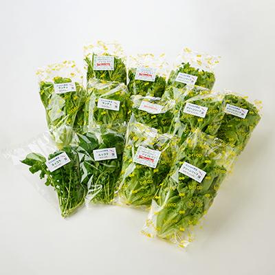 ふるさと納税 太子町 G Line brio レタス12パックセット |  | 01