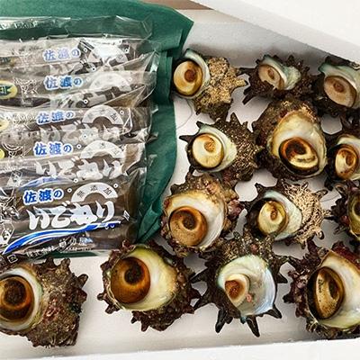 ふるさと納税 佐渡市 佐渡産　活サザエ1.2kg(8〜10個)+佐渡のソールフード「いごねり」5パック |  | 03