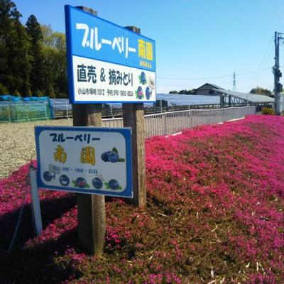 ふるさと納税 小山市 冷凍ブルーベリー1.5kg:大粒完熟 |  | 03