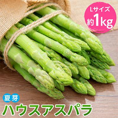 ふるさと納税 美幌町 [先行受付]2026年産 ハウスアスパラ(夏芽) L サイズ 約1kg