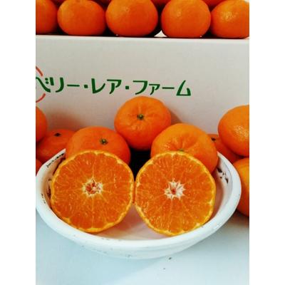 ふるさと納税 唐津市 唐津産 浜王(はまおう) ハウス栽培 5kg[令和8年1月上旬〜発送]