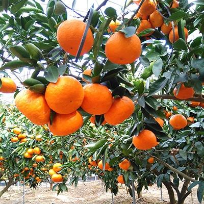 ふるさと納税 唐津市 唐津産 浜王(はまおう)みかん ハウス栽培 2.5kg[令和8年1月上旬〜発送]