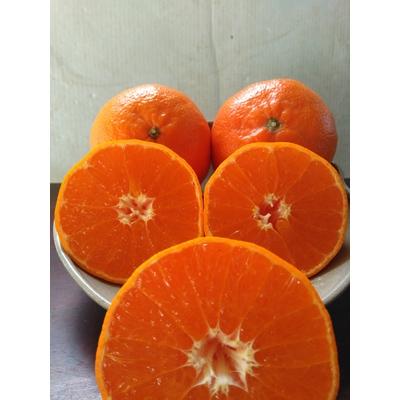 ふるさと納税 唐津市 唐津産 麗紅(れいこう)ハウス栽培 2.5kg [令和8年1月下旬〜発送]