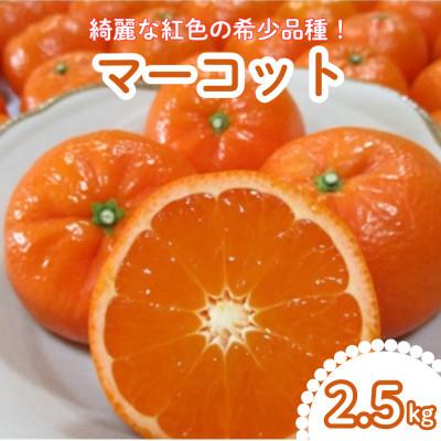 ふるさと納税 唐津市 唐津産 マーコット ハウス栽培 2.5kg