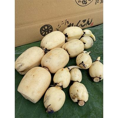 ふるさと納税 土浦市 鈴木農園のれんこん親子ギフト　約3kg |  | 01