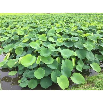 ふるさと納税 土浦市 鈴木農園のれんこん親子ギフト　約3kg |  | 02
