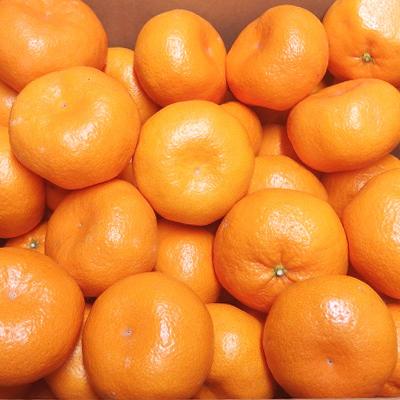 ふるさと納税 藤枝市 【2026年12月より発送】静岡県産　青島みかん 3L 8kg |  | 01