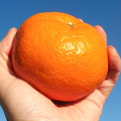 ふるさと納税 藤枝市 【2026年12月より発送】静岡県産　青島みかん 3L 8kg |  | 02