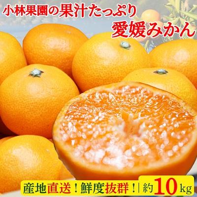 ふるさと納税 八幡浜市 小林果園の果汁たっぷり愛媛みかん(約10kg)[C24-14]