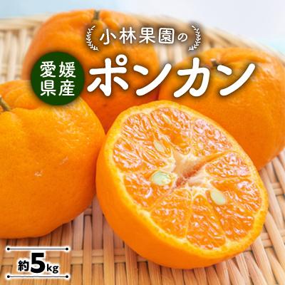 ふるさと納税 八幡浜市 小林果園のポンカン(約5kg)[C24-18]