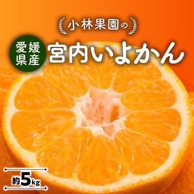 ふるさと納税 八幡浜市 小林果園の宮内いよかん(約5kg)[C24-19]