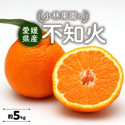 ふるさと納税 八幡浜市 小林果園の不知火(約5kg)[C24-20]